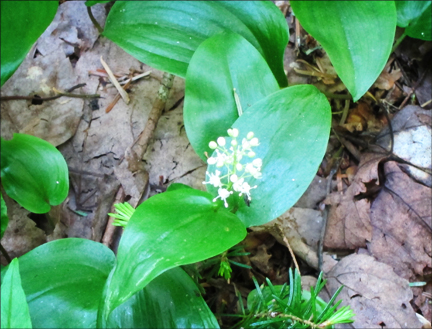 Adirondack Wildflowers:  Canada Mayflower in bloom at the Paul Smiths VIC